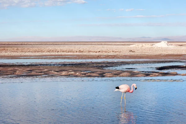 Flamingók Salar Atacamán Dél Afrika — Stock Fotó