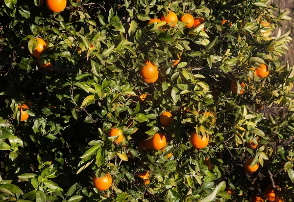 Field fo Orange tree