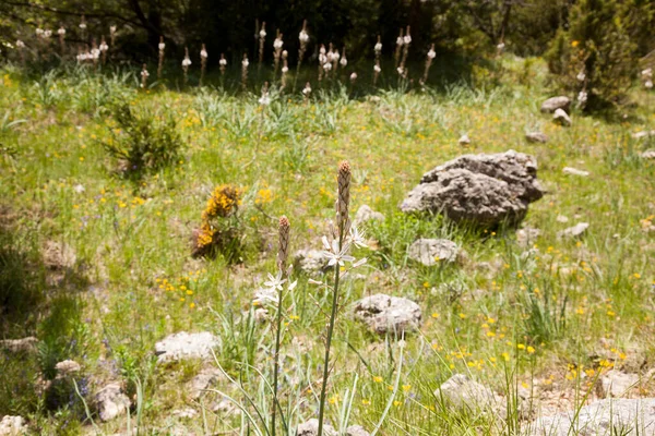 Los Ports Park Natuurgebied Provincie Tarragona Spanje — Stockfoto