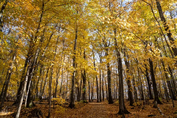 Belles feuilles jaunes d'automne dans une forêt pendant le soleil d'automne — Photo