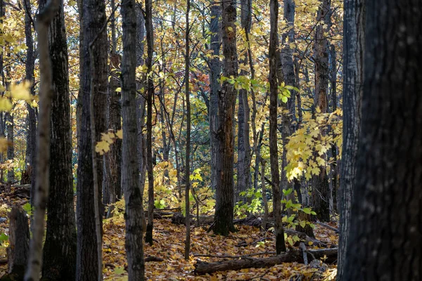 Belles feuilles jaunes d'automne dans une forêt pendant le soleil d'automne — Photo