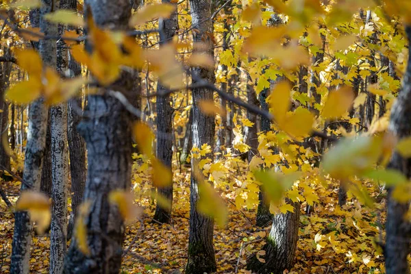 Потрясающие желтые кленовые деревья в лесу Мичигана в осени — стоковое фото