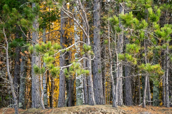 Podzim barvy na stromech podél Apoštolských ostrovů Národní jezero — Stock fotografie