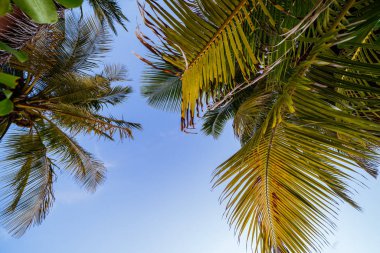 Abstract, Looking up view of palm trees in the Maldvies at sunse