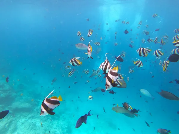 Ikan Moor Idol berenang di air berwarna biru dari Maladewa — Stok Foto