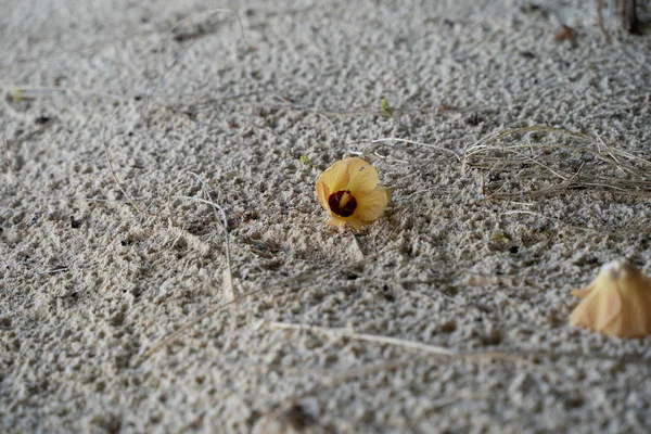 一只孤零零的海芙蓉花（一种塔里巴蒂花）栖息在岛上。 — 图库照片