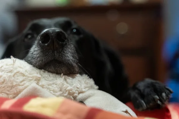 Zwarte labrador retriever hond rustend op zijn bed, met hoofd op een — Stockfoto