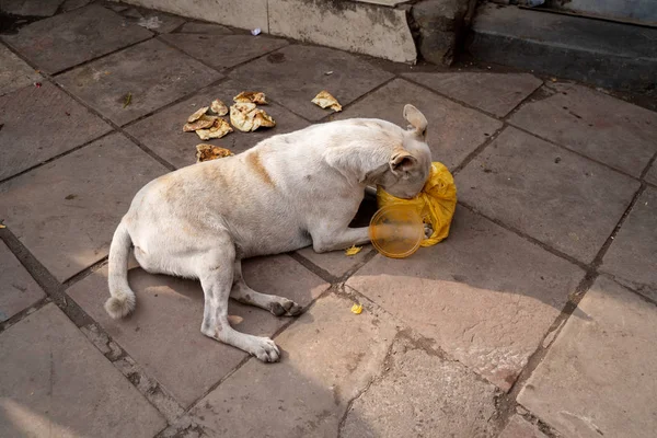 Perro callejero come de una bolsa de plástico en las calles de Old Delhi — Foto de Stock