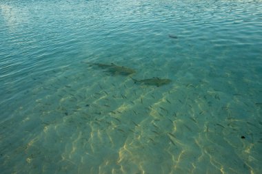 Blacktip resif köpekbalıkları sığ sularda balıklarla yüzerler.