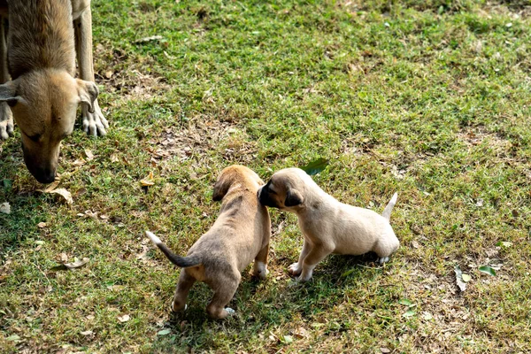 Cachorros callejeros callejeros juegan en la hierba, mientras que la madre perro — Foto de Stock