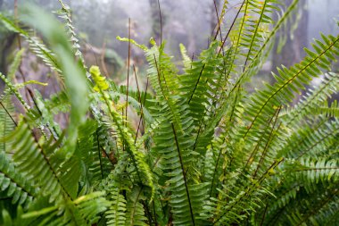 Bulutlu bir günde canlı yeşil eğreltiotlarının yakın görüntüsü
