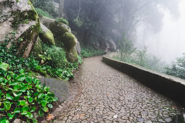 森の霧の日の濃霧の中の石畳の歩道 — ストック写真