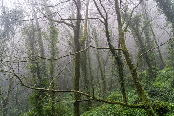 Чудова туманна, туманна лісова сцена. В Сінтрі (Португалія). — стокове фото