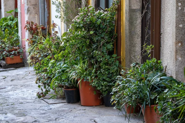 Krukväxter som sitter utanför bostadsluckor i Porto, Por — Stockfoto