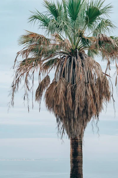 Пальма с видом на Атлантический океан в Лиссабоне, Португалия — стоковое фото