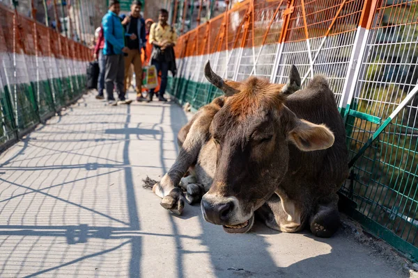 Rishikesh India Feburay 2020 Cow Walks Famous Laxman Jhula Pedestrian — Stock Photo, Image