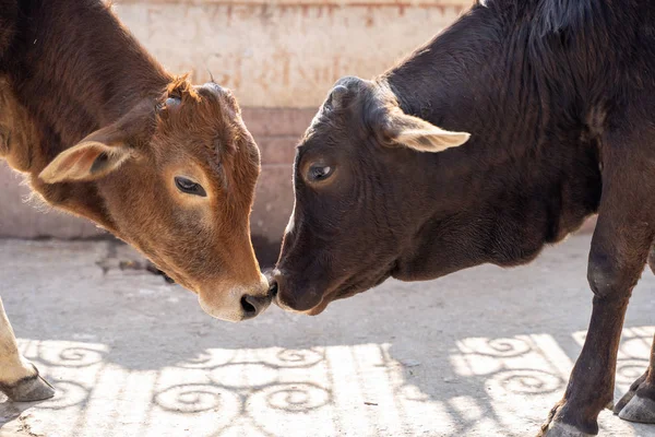 Two Cows Touch Noses Kiss Streets Rishikesh India — Stock Photo, Image