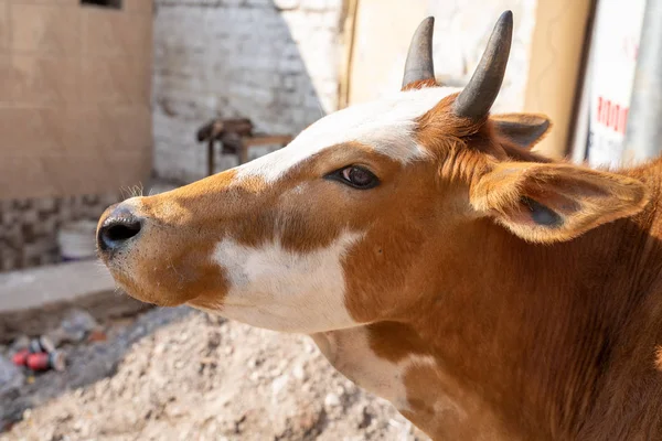 Carino Ritratto Laterale Una Mucca Strade Rishikesh India — Foto Stock