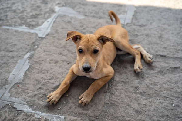 Adorable Stray Mixed Breed Puppy Dog Sits Ground Mumbai India — Stock Photo, Image