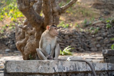 Bir maymun bir çıkıntıda oturur ve yan tarafa bakar. Mumbai, Hindistan 'daki Fil Mağaraları Adası' nda çekildi.