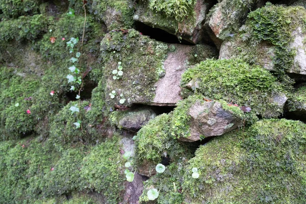 Muita Musgo Crescer Sobre Grandes Rochas Sintra Portugal Foco Seletivo — Fotografia de Stock