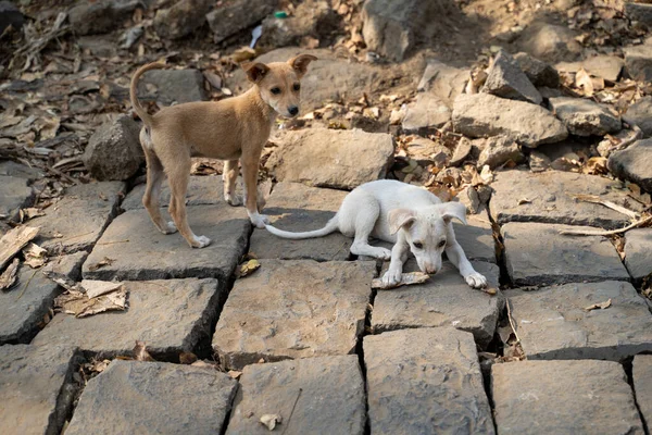 Perros Perritos Callejeros Raza Mixta Elephanta Cuevas Hurgar Por Comida — Foto de Stock