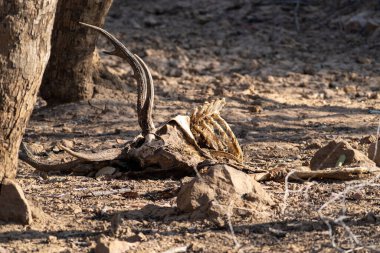 Ranthambore Ulusal Parkı 'nda bir geyik leşi ve kalıntıları bulundu. Muhtemelen bir kaplan tarafından saldırıya uğrayıp yenmiş.