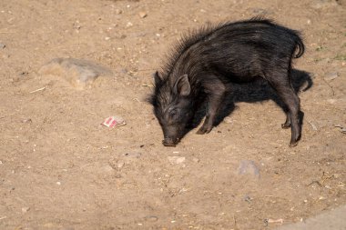Bebek yaban domuzu Hindistan kırsalında yiyecek arıyor.