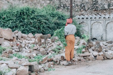 Jaipur, Hindistan - 8 Mart 2020: Türban giyen adam Hindistan 'ın Jaipur kentindeki Hanuman Ji Tapınağı' ndaki maymunlara yaprak besliyor.