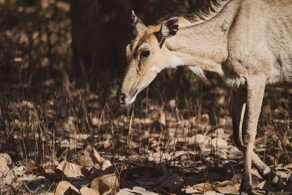 Sambar Deer head-on photograph taken in Ranthambore National Park in Rajasthan India