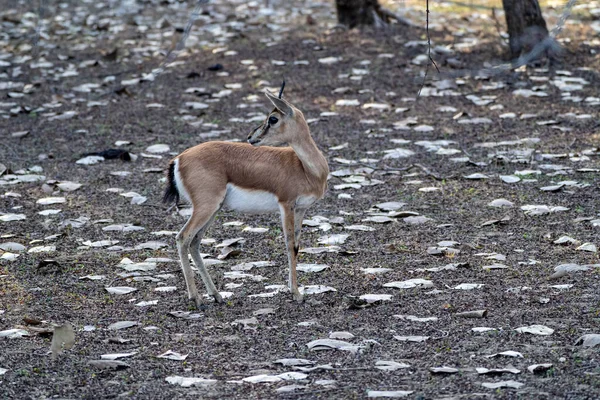 Chinkara Indian Gazelle Antelope Národním Parku Ranthambore Indii — Stock fotografie