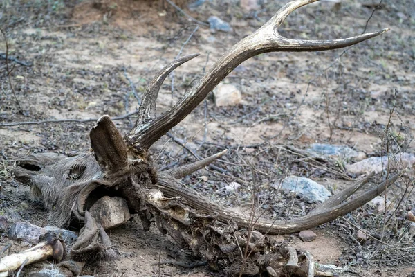 印度Ranthambore国家公园的死尸和一头鹿的遗骸很可能是被一只老虎袭击和吃掉的 — 图库照片