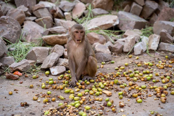 Monkeys feast on fruits at the Monkey Temple or Hanuman Ji Temple in Jaipur, Rajasthan, India. Funny expression on his face