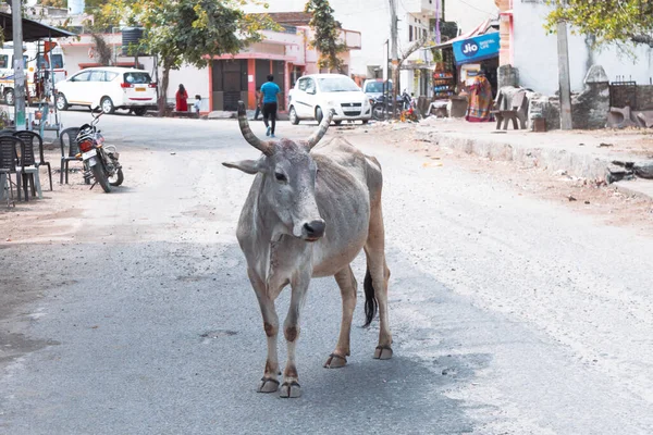 Eklingji India Marzo 2020 Mucca Con Corna Vaga Liberamente Strade — Foto Stock