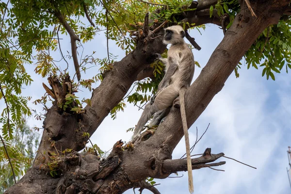 Gray Langurs Também Conhecido Como Hanuman Langur Relaxa Uma Árvore — Fotografia de Stock