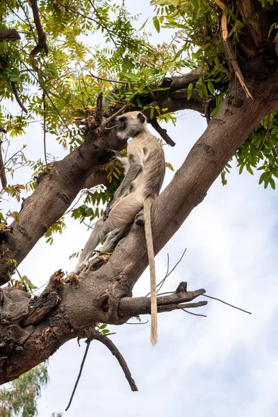 Langurs Gris Également Connu Sous Nom Hanuman Langur Singe Détend — Photo