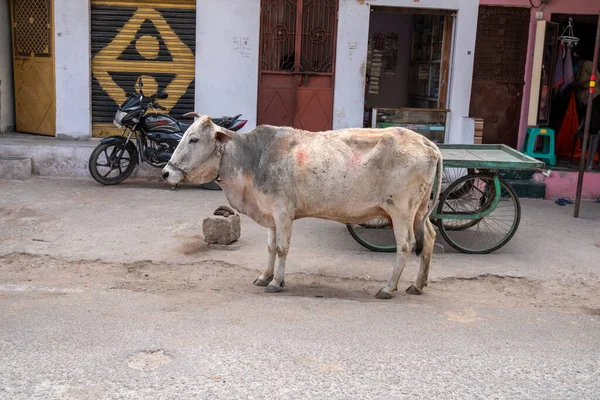 Udaipur India March 2020 Cow Wanders Streets Freely Leftover Paint — Stock Photo, Image