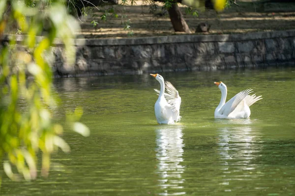 Два Лебедя Плавают Пруду Трепещут Крыльями Весенний День — стоковое фото
