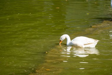 Göletteki beyaz kuğu gagasını suya sokup yiyecek arıyor.