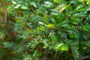 Surinam Stickpea eğreltiotu yaprakları güneş ışığında (bu çalılık aynı zamanda pudra ponponu bitkisi veya peri tozu olarak da bilinir))