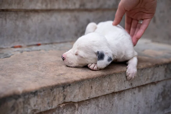 Mascotas Mano Femenina Cachorro Recién Nacido Perro Callejero Que Pone — Foto de Stock