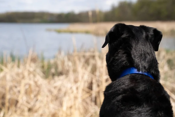 Close up of a floppy ears black labrador retriever dog looking out to Goose Lake in Elm Creek Reserve Park in Maple Grove Minnesota