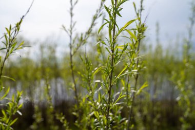 Kum Çubuğu Söğütleri (ya da Coyote Willow olarak da bilinir) küçük bir göletin kıyılarında güneş ışığı altında