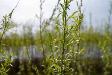 Sandbar Willows (also known as a ditchbank willow or Coyote Willow) in the sunshine on the shores of a small pond clipart
