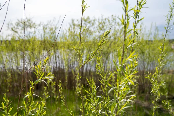 Kum Çubuğu Söğütleri Coyote Willow Olarak Bilinir Küçük Bir Göletin — Stok fotoğraf