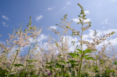 Keçi Sakalı bitkisi, seçici odak, mavi gökyüzüne karşı, Misty Lace olarak da bilinir.