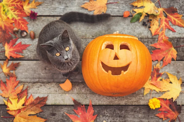 Gato curioso con calabaza — Foto de Stock