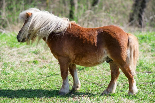 Pony, small horse — Stock Photo, Image