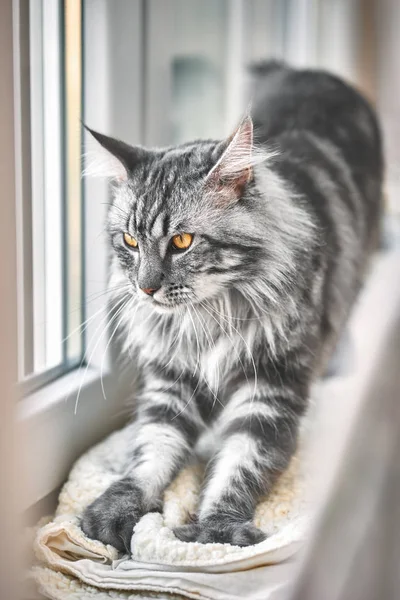 Maine Coon Cat — Fotografie, imagine de stoc