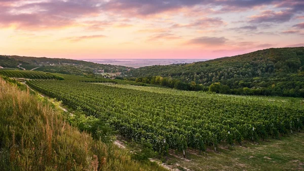 Виноградники в гарний схід сонця — стокове фото